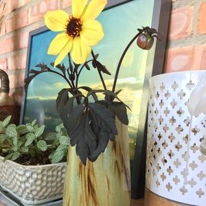 Meet your Posher, Dana